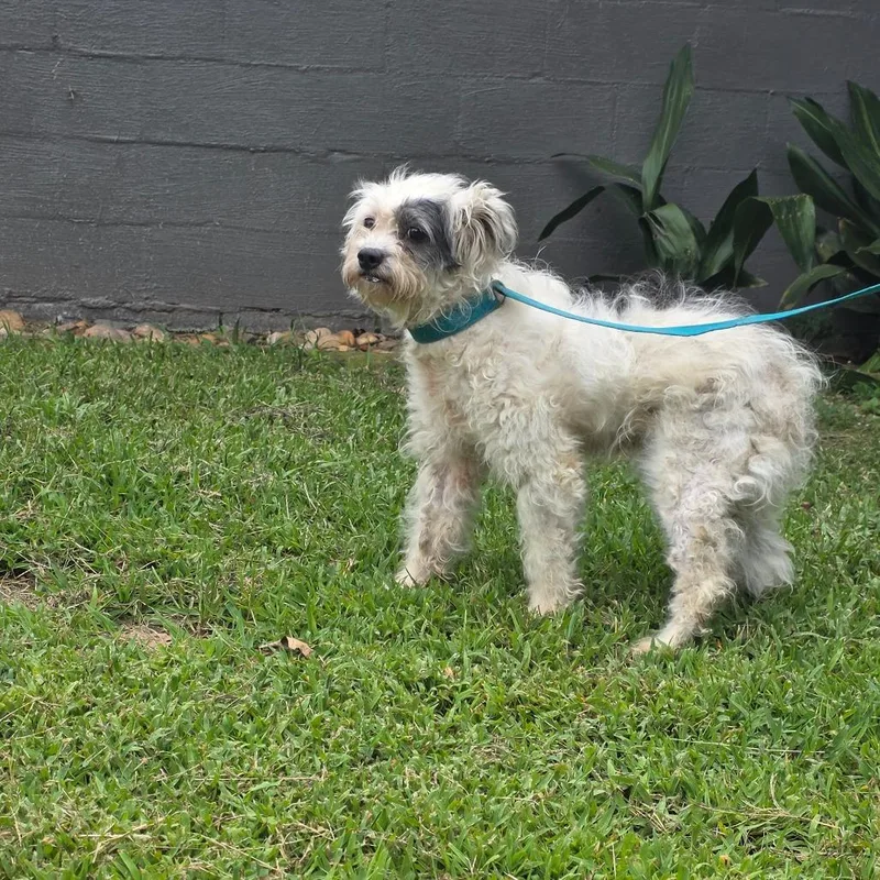 An adult small-sized female White / Cream Wirehaired Terrier dog named Amazon for adoption in Clanton, AL