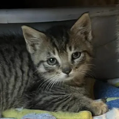 A baby small-sized male Brown / Chocolate Domestic Short Hair cat named Chive for adoption in Oceanside, NY