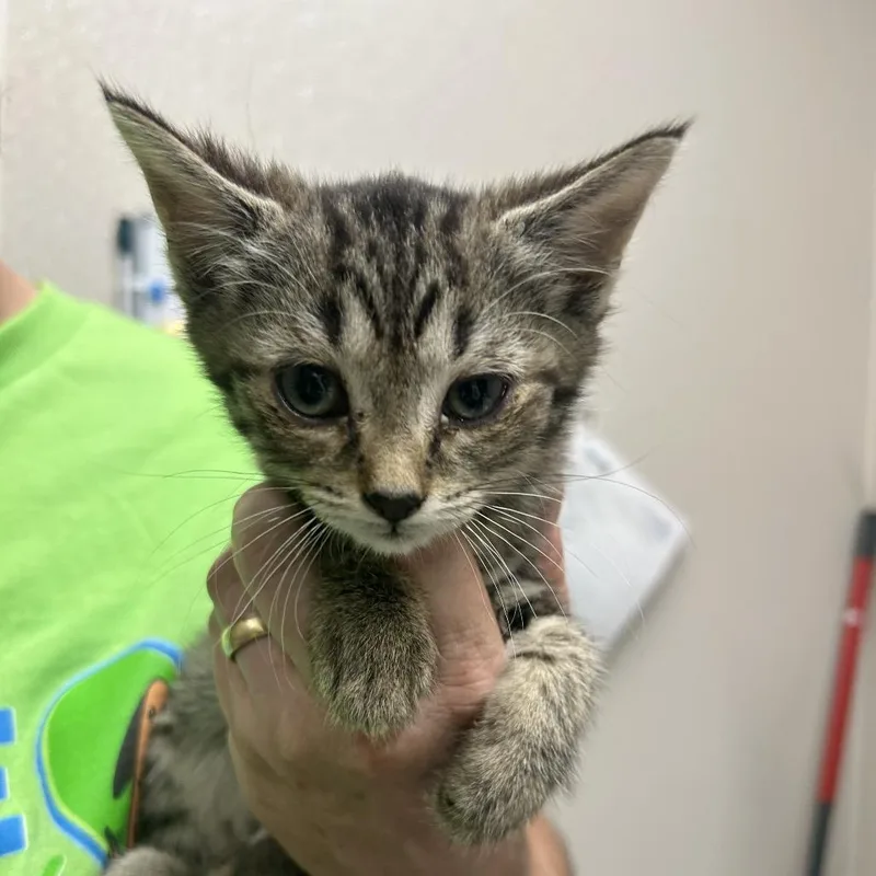 A baby small-sized female Gray / Blue / Silver Domestic Short Hair cat named Trash Bins Out for adoption in Morganton, NC