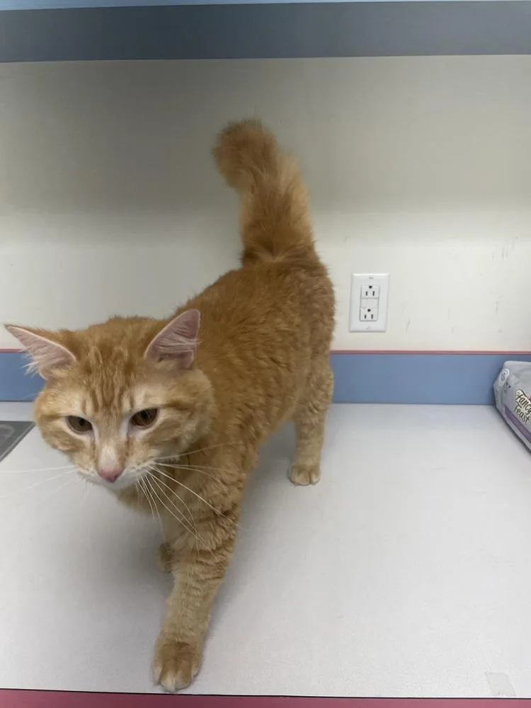 An adult medium-sized male Tabby (Orange / Red) Domestic Medium Hair cat named Drizzle for adoption in Metamora, IL