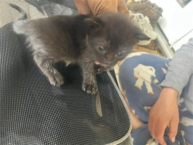 Mira