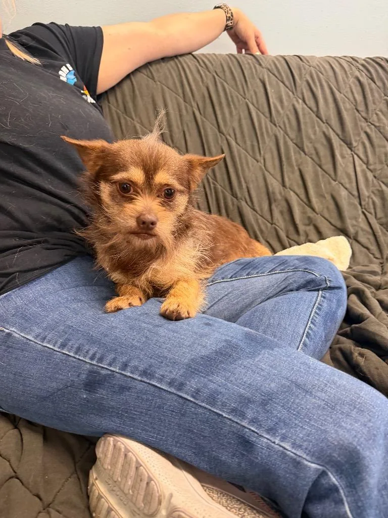 An adult small-sized male Yorkshire Terrier dog named Gizmo for adoption in Marion, OH