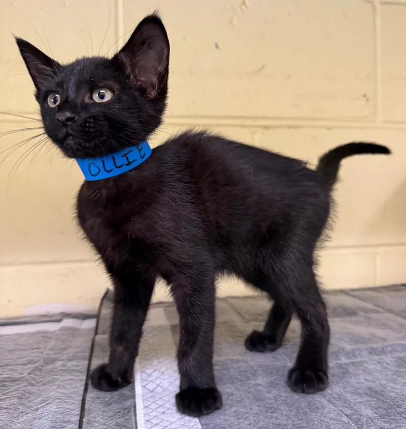 A baby medium-sized male Domestic Short Hair cat named Ollie for adoption in Kingsland, GA