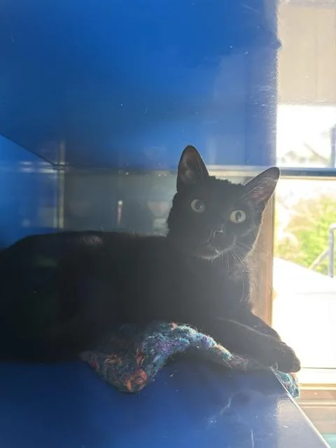 Mocha