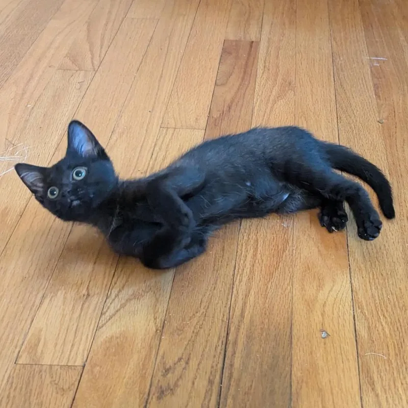 A baby small-sized female Black Domestic Short Hair cat named Tortellini's Pesto for adoption in Potomac, MD