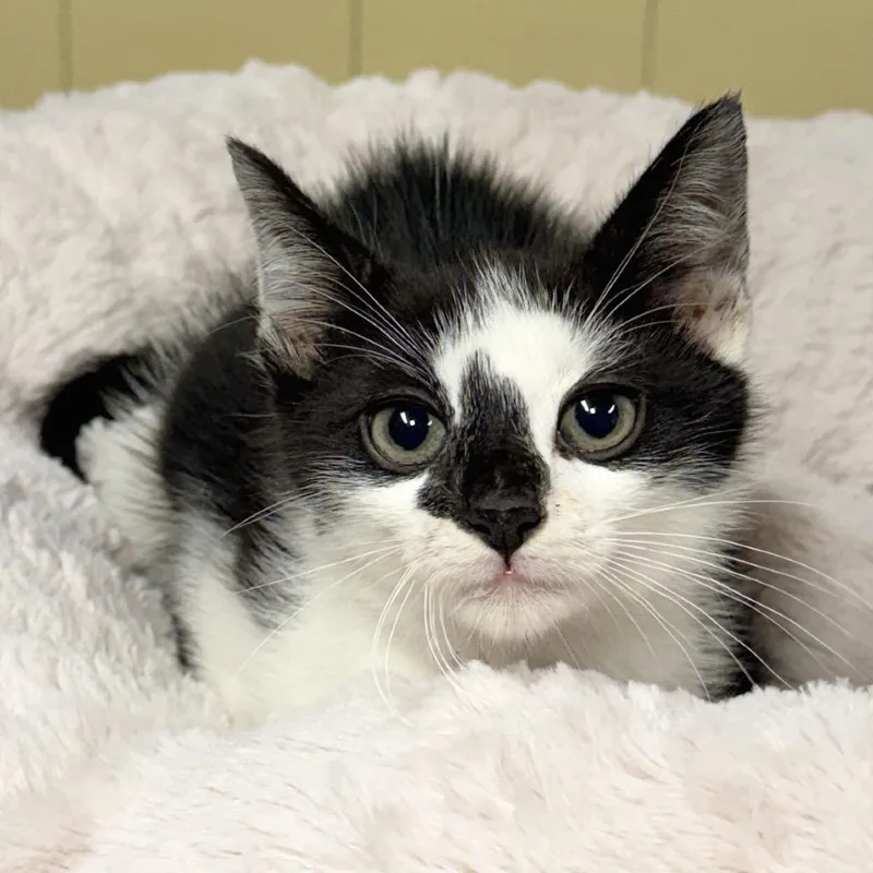 A baby small-sized male White Domestic Short Hair cat named Skunk for adoption in East Hampton, NY