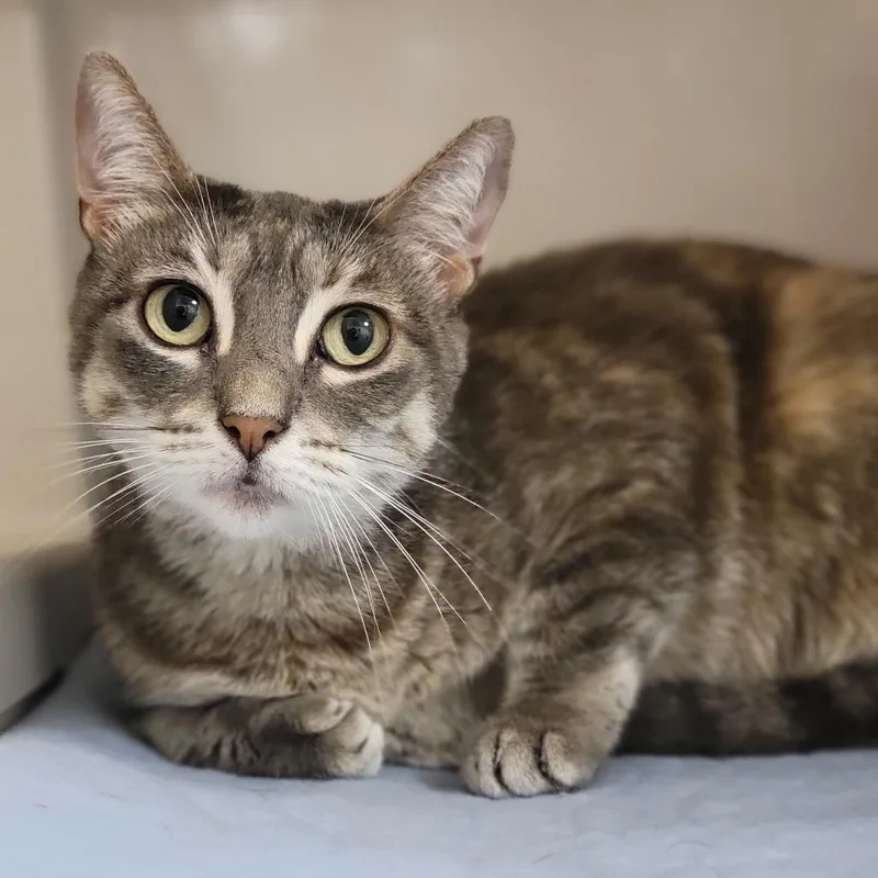 An adult medium-sized female Gray / Blue / Silver Domestic Short Hair cat named Jojo for adoption in Sarasota, FL