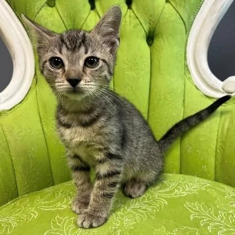 Rocket