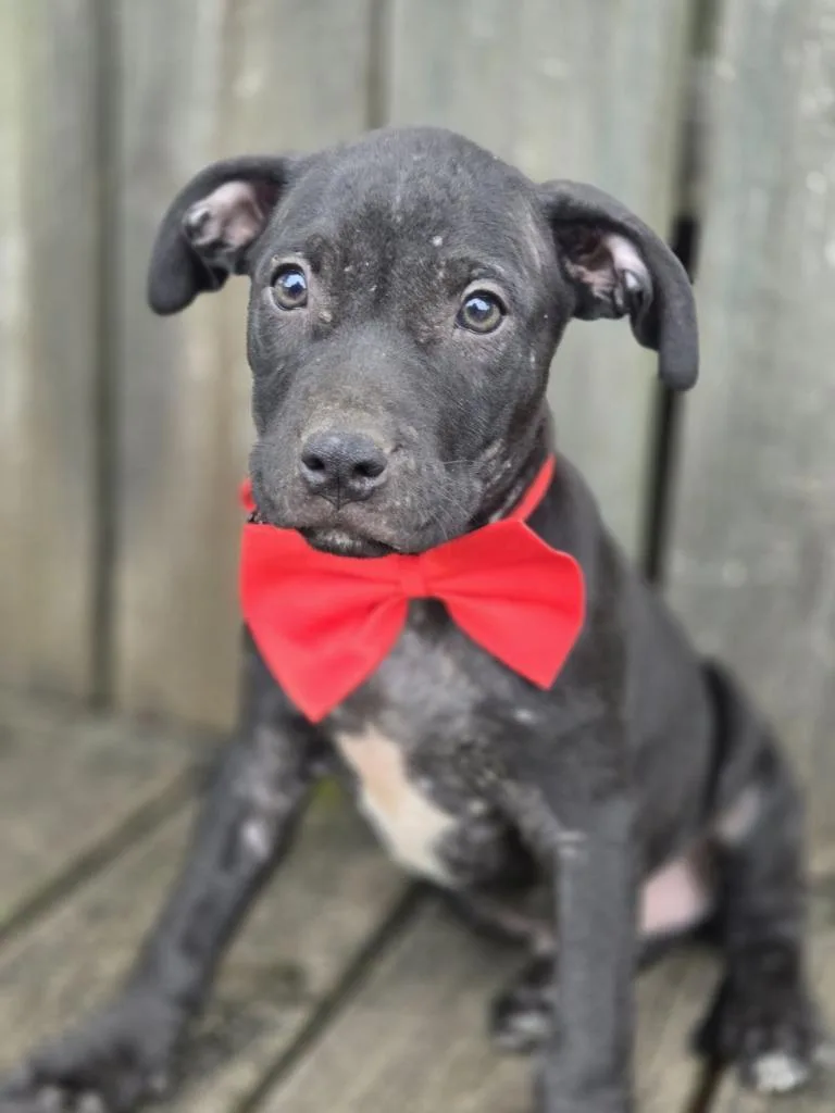 A baby medium-sized male Affenpinscher dog named Denver for adoption in Hartsville, SC