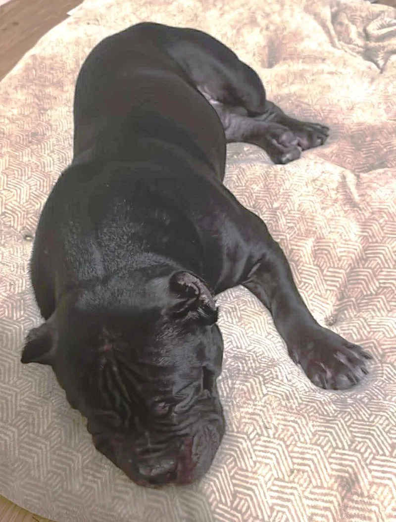 Billie Dee  Chunky thumbnail 2