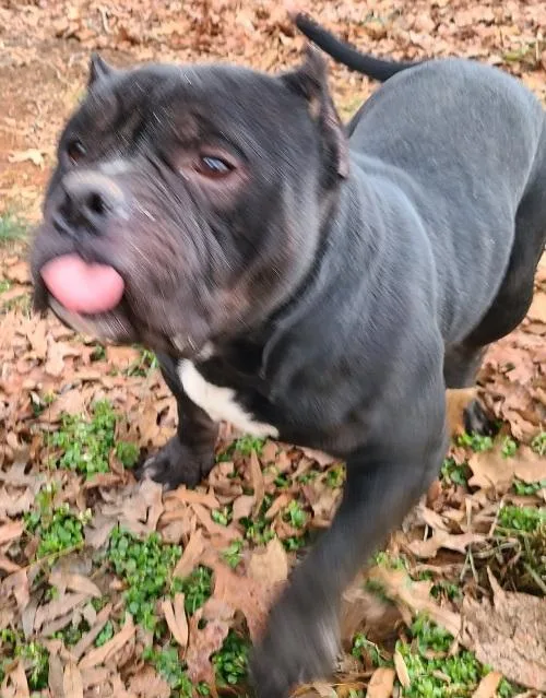 Billie Dee  Chunky thumbnail 3