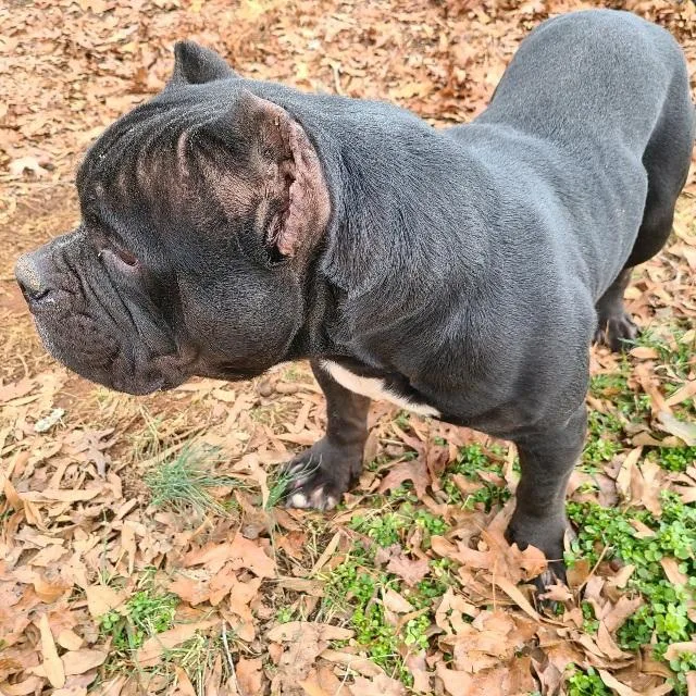 Billie Dee  Chunky thumbnail 4