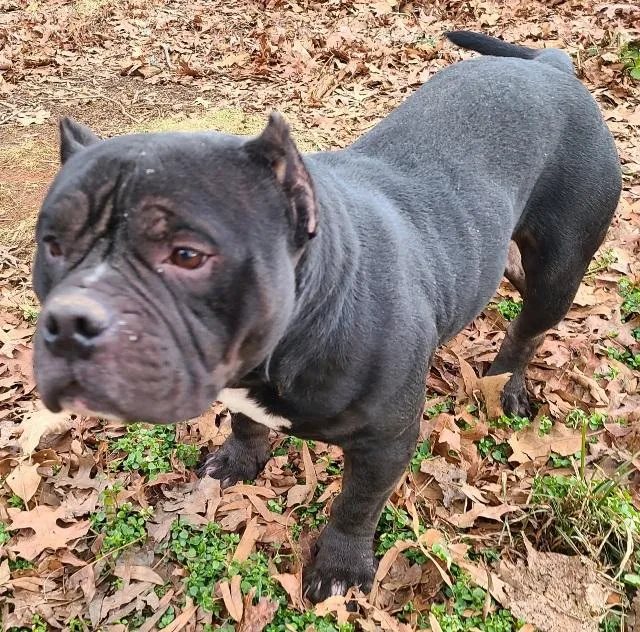 Billie Dee  Chunky thumbnail 5