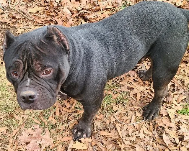 Billie Dee  Chunky thumbnail 6