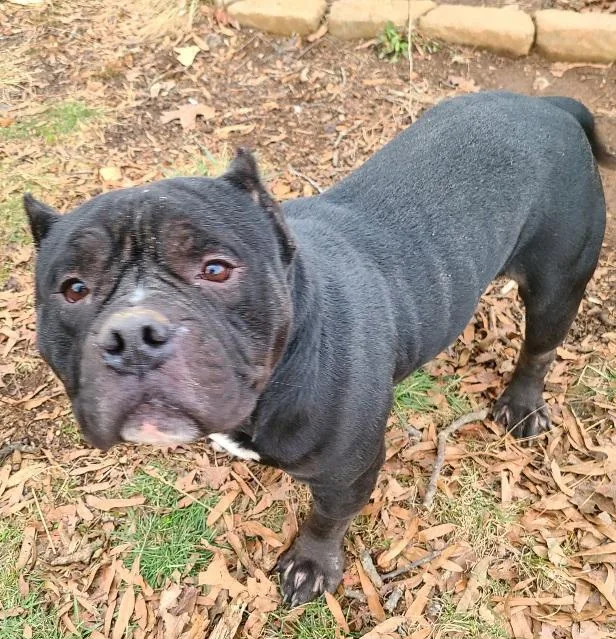 A young medium-sized male Black American Staffordshire Terrier dog named Billie Dee Chunky for adoption in Charlottesville, VA