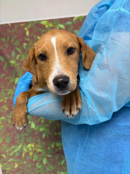 A young small-sized female Labrador Retriever dog named Maura for adoption in San Antonio, TX
