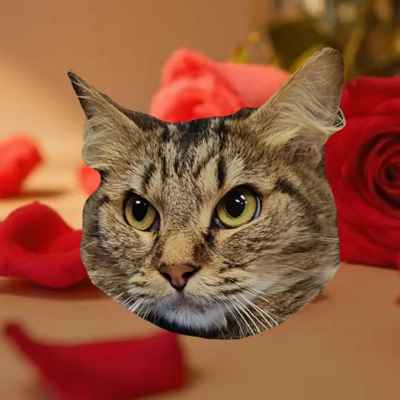 An adult medium-sized female Brown / Chocolate Domestic Medium Hair cat named Eleni for adoption in Upland, CA