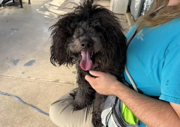 A young small-sized female Mixed Breed dog named Lollipop for adoption in Staten Island, NY
