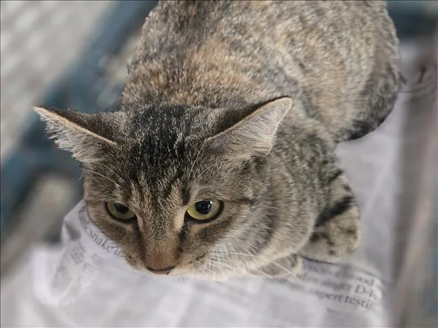 An adult extra large-sized female Domestic Short Hair cat named Baby for adoption in Los Angeles, CA
