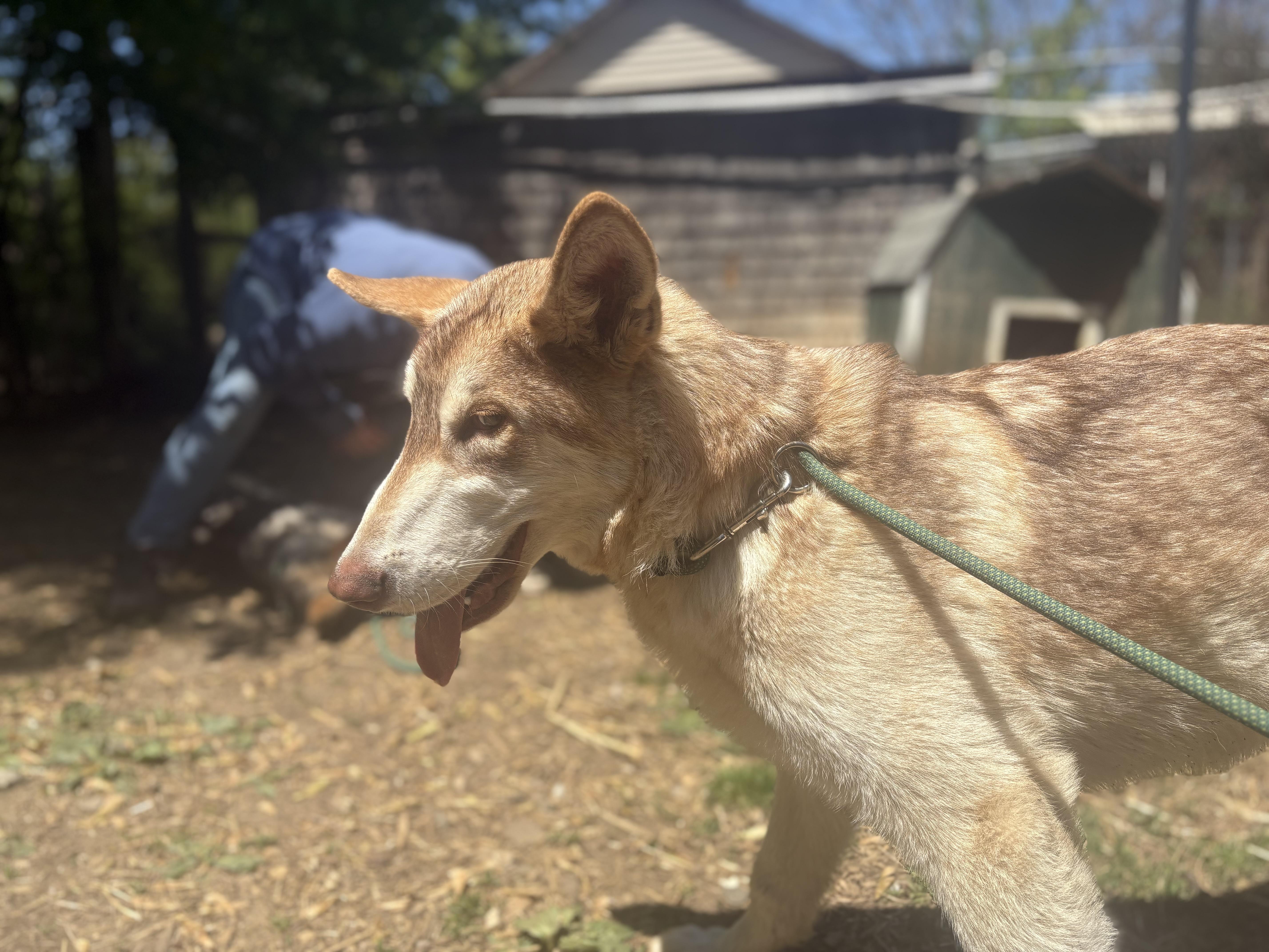 A baby large-sized male German Shepherd Dog dog named Spartacus for adoption in Jackson, NJ