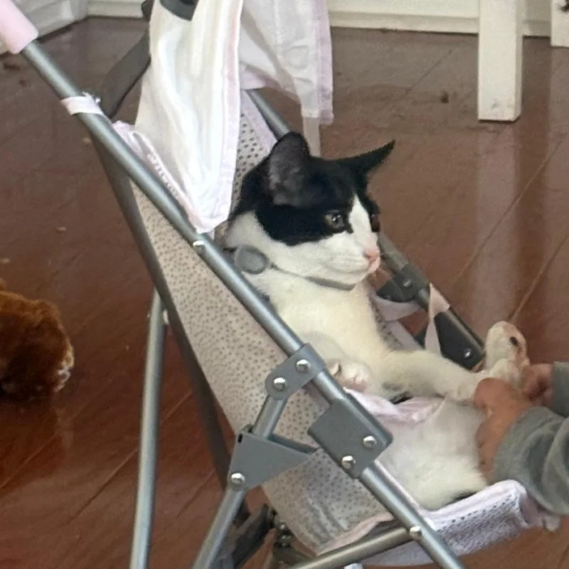 A young medium-sized female Black Domestic Short Hair cat named Darling for adoption in Greensboro, NC