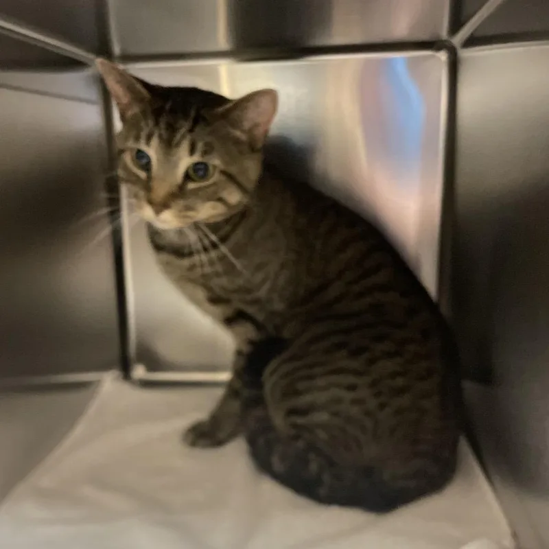An adult large-sized male Brown / Chocolate Domestic Short Hair cat named Houdini for adoption in Springfield, MA