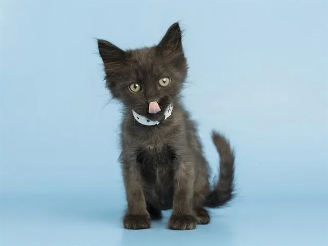 A baby small-sized male Domestic Short Hair cat named Inky for adoption in Phoenix, AZ