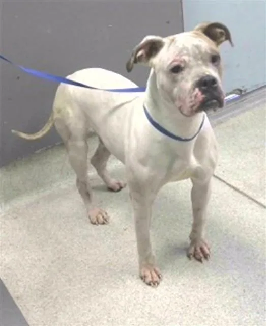 A young large-sized male Boxer dog named Bane for adoption in Tallahassee, FL