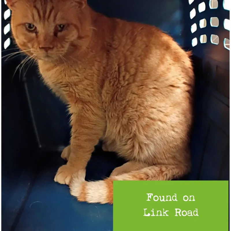 An adult extra large-sized male Orange / Red Domestic Short Hair cat named Milo for adoption in Lynchburg, VA