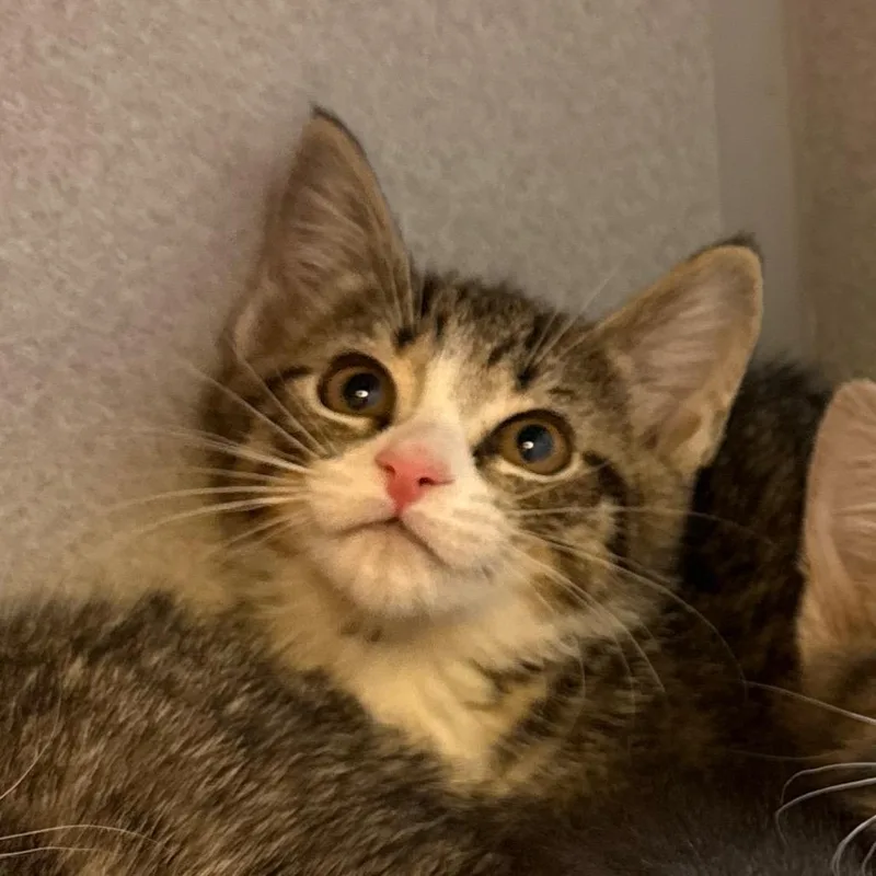 A baby small-sized female Brown / Chocolate Domestic Short Hair cat named Whack for adoption in Pittsburgh, PA