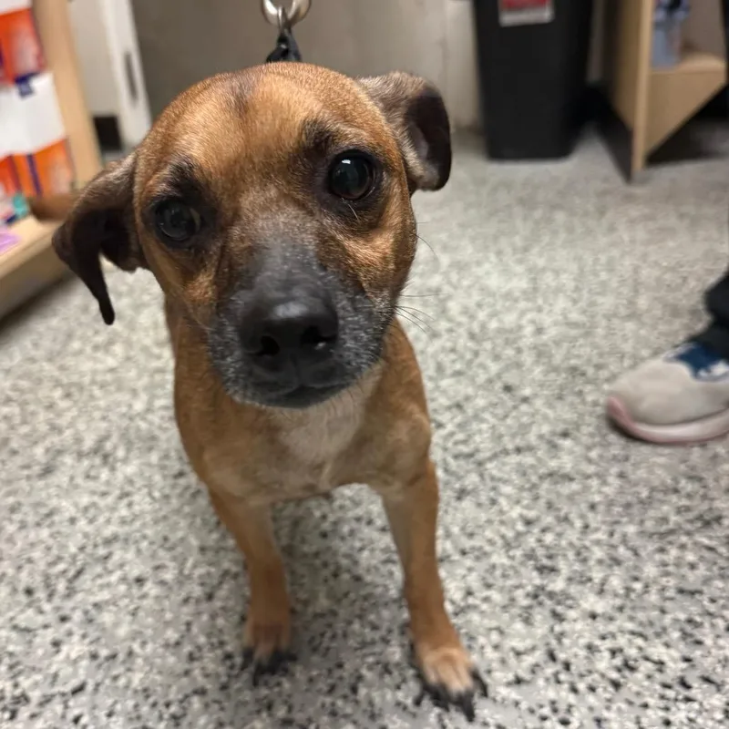 An adult small-sized male Yellow / Tan / Blond / Fawn Chihuahua dog named Milo for adoption in Lakeland, FL