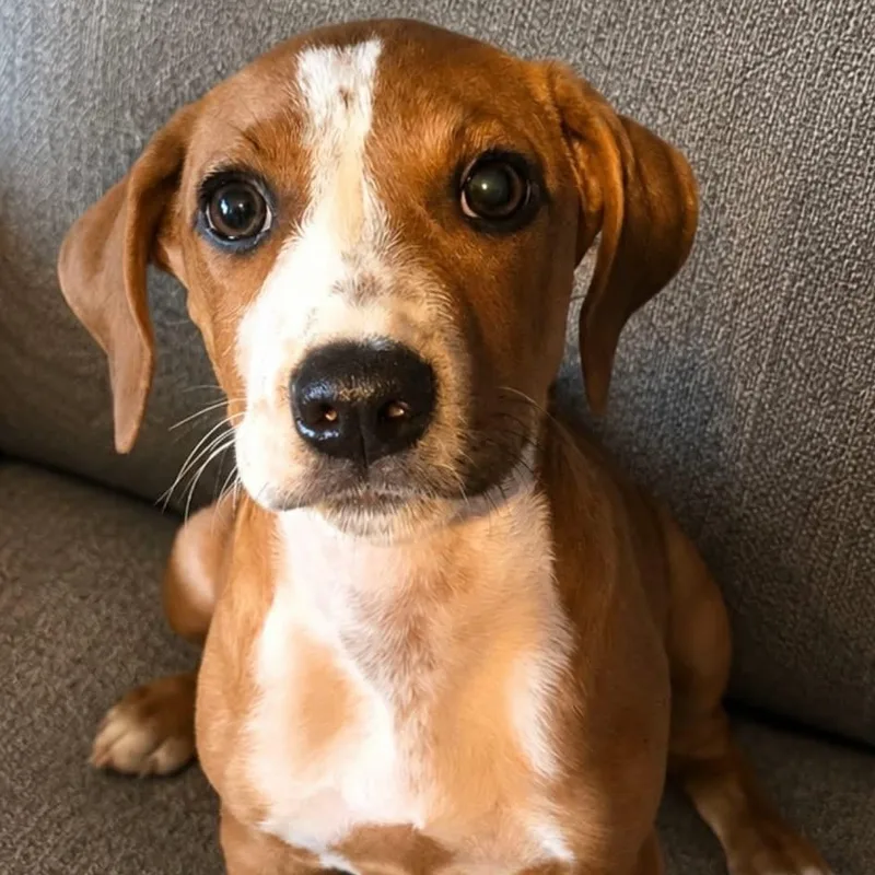 Hugo