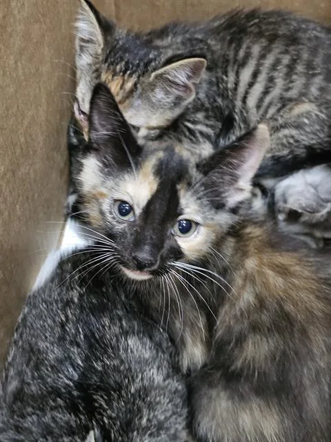 A baby medium-sized female Domestic Short Hair cat named Chai for adoption in Dallas, TX