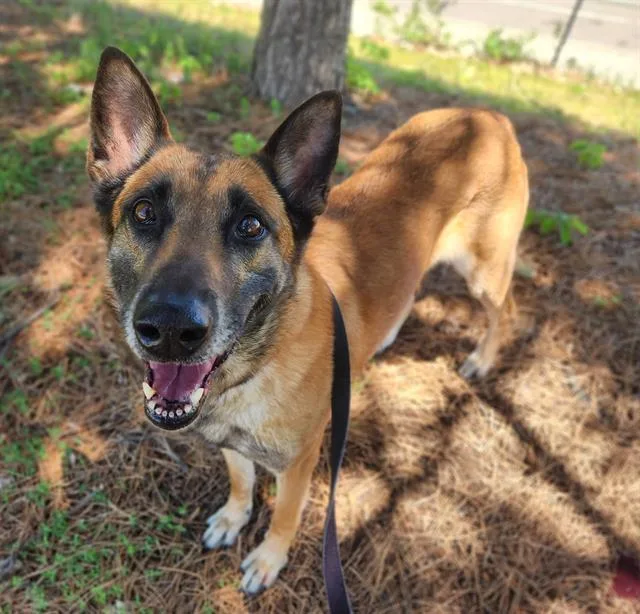 An adult large-sized female Belgian Shepherd / Malinois dog named Jan for adoption in Minneapolis, MN