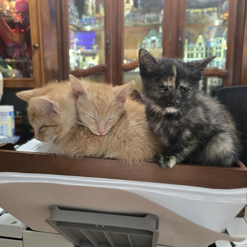 A baby medium-sized female Domestic Short Hair cat named Ruffles for adoption in China Township, MI