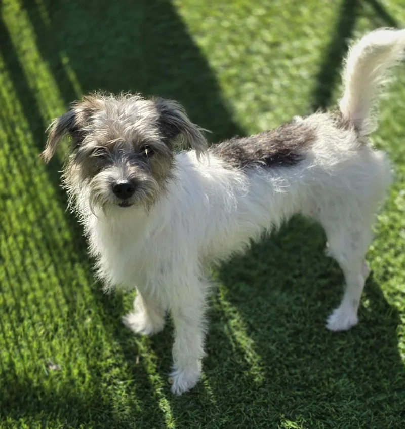 A young small-sized female Jack Russell Terrier dog named Sundae for adoption in Anderson, SC