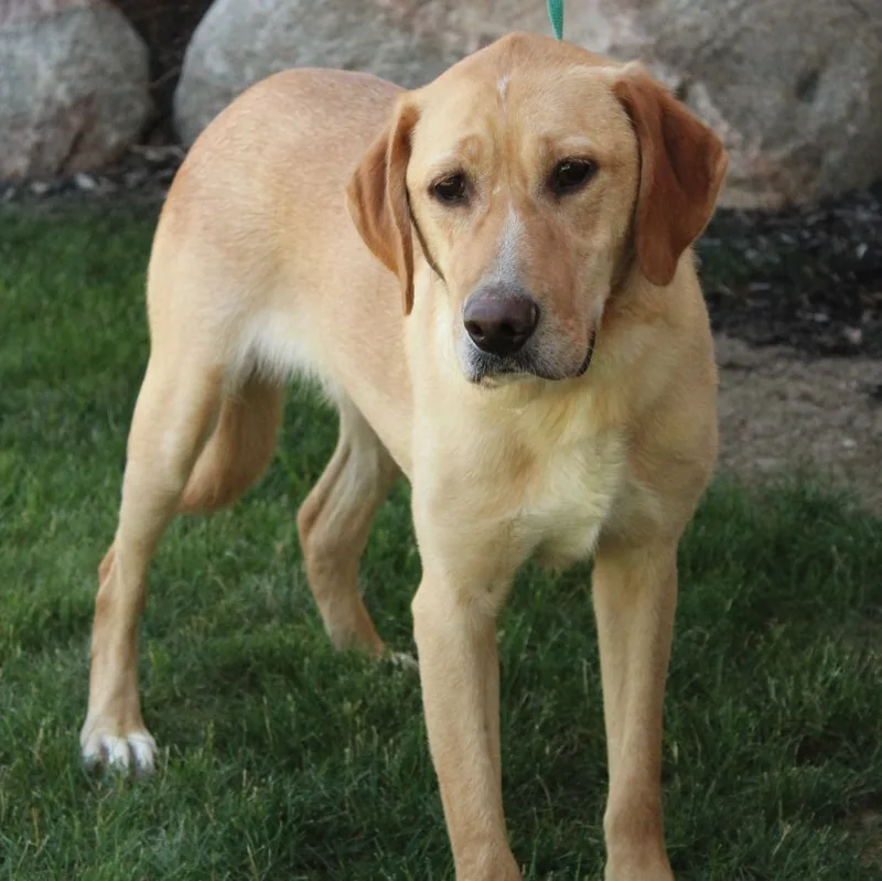 An adult large-sized male Apricot / Beige Labrador Retriever dog named Andrew for adoption in Eaton, OH