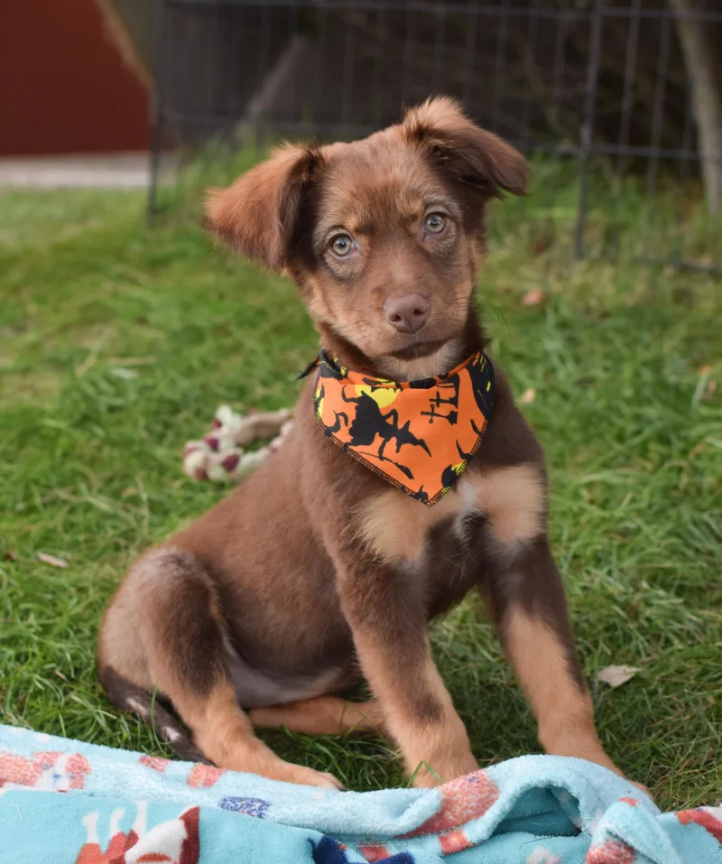 A baby medium-sized female Shepherd dog named Primrose for adoption in West Grove, PA