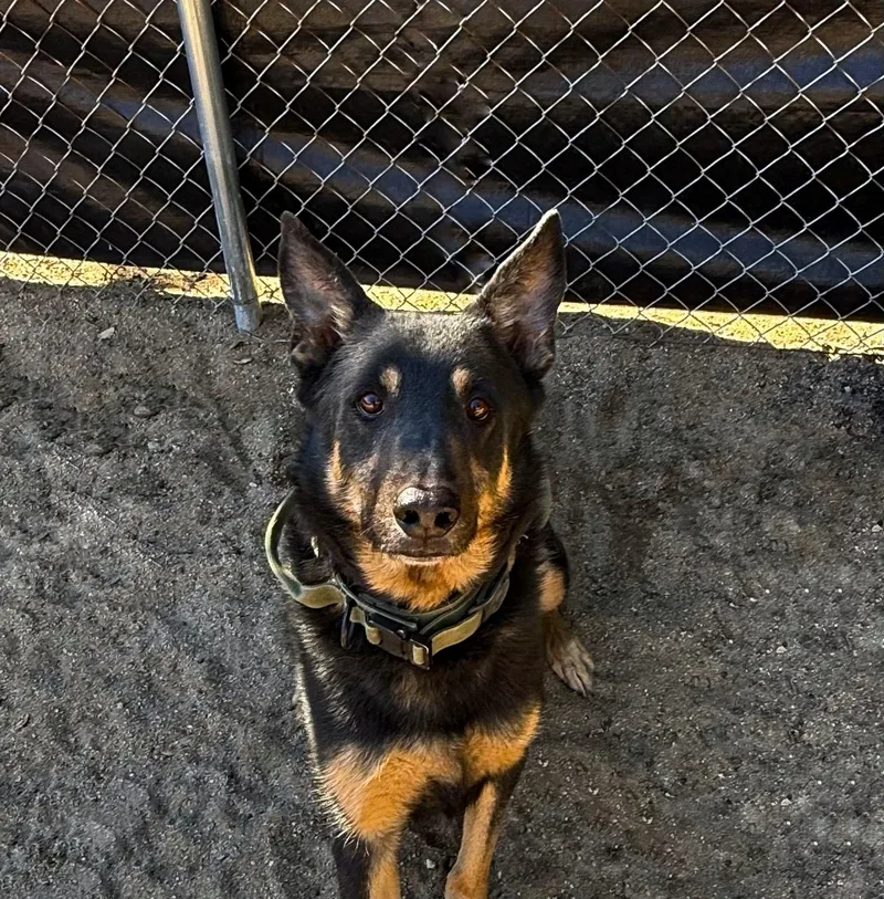 Charlie Bones thumbnail 2