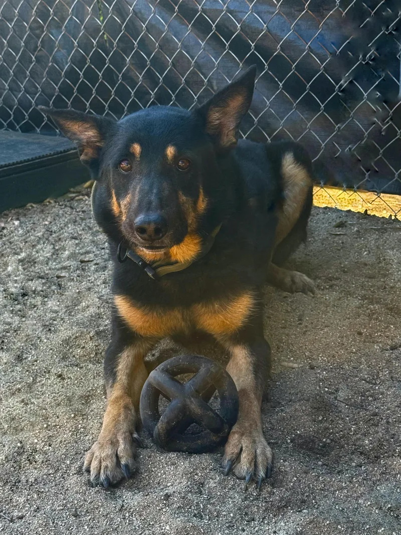 Charlie Bones thumbnail 3