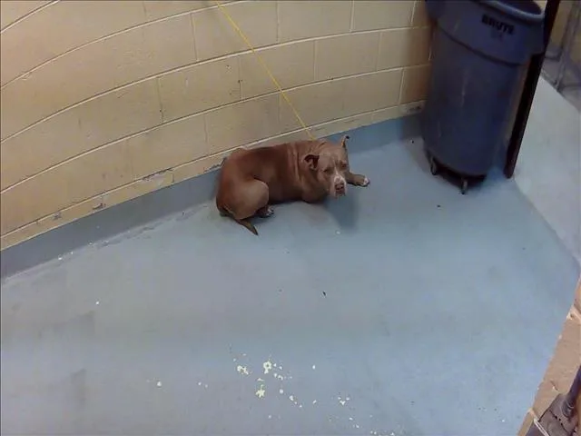 An adult large-sized female Pit Bull Terrier dog named Daisy for adoption in Tulsa, OK