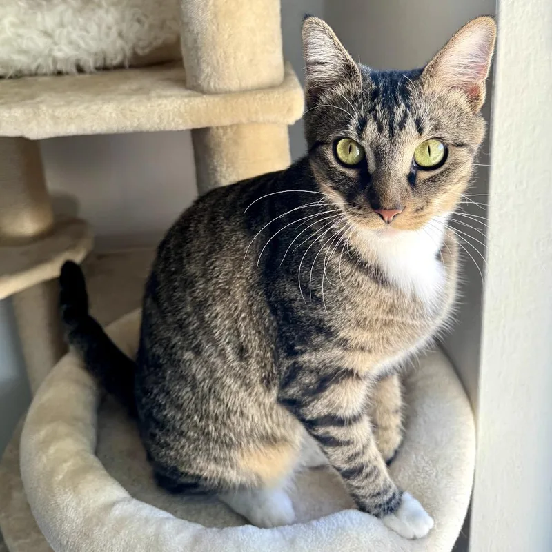 An adult small-sized female Brown / Chocolate Domestic Short Hair cat named Ru for adoption in Orlando, FL