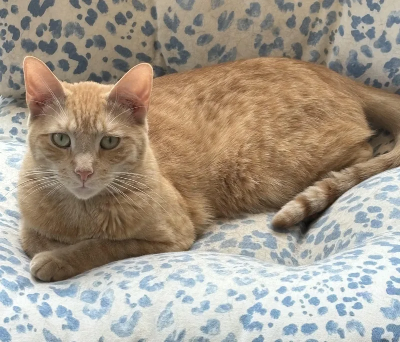 An adult medium-sized male Orange & White Tiger cat named Kye for adoption in Warwick, NY