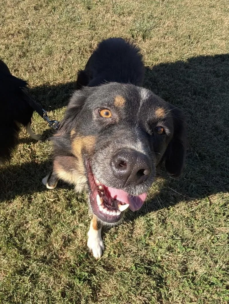 Sweet Sadie thumbnail 4