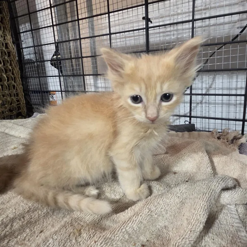 A baby small-sized male Buff / Tan / Fawn Domestic Long Hair cat named Poundcake for adoption in Johnstown, PA