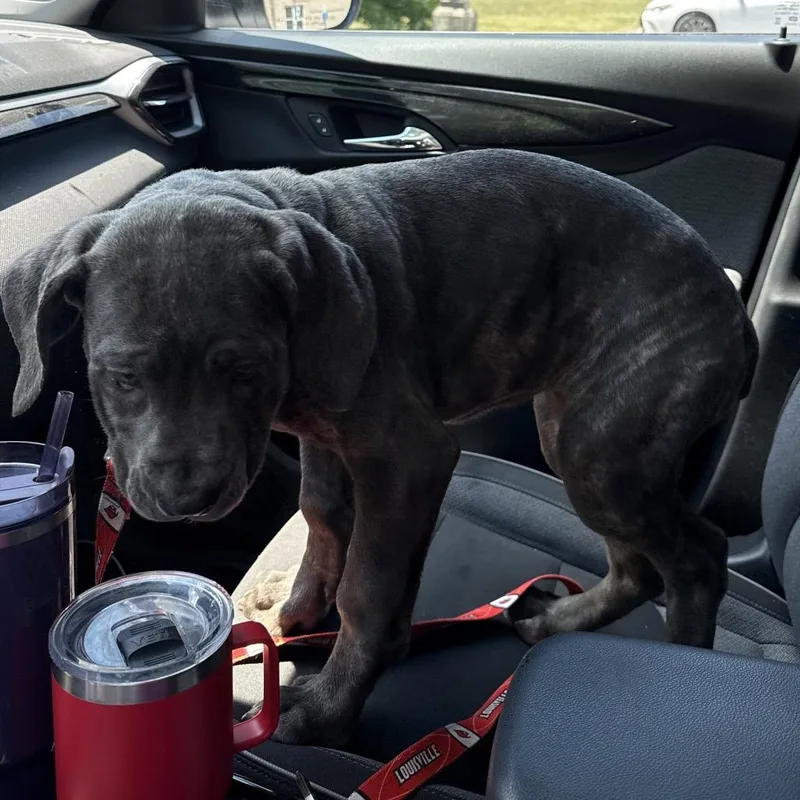 A baby small-sized female Brindle Cane Corso dog named Bubbles for adoption in manchester, PA