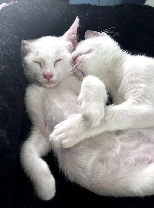 A baby medium-sized male White Domestic Short Hair cat named Tundra for adoption in Lafayette, LA