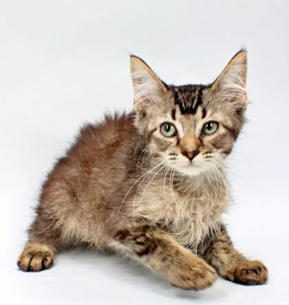 A baby small-sized male Domestic Medium Hair cat named Blackberry for adoption in Morton Grove, IL