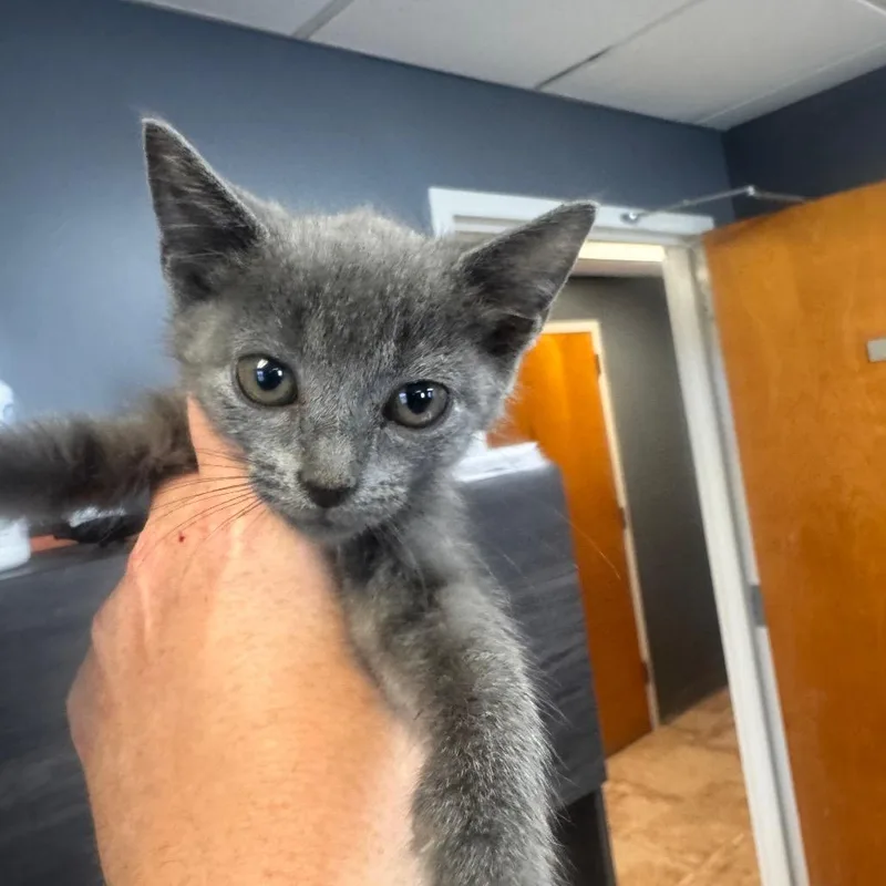 A baby small-sized female Gray / Blue / Silver Domestic Short Hair cat named Stormi for adoption in Tuscaloosa, AL