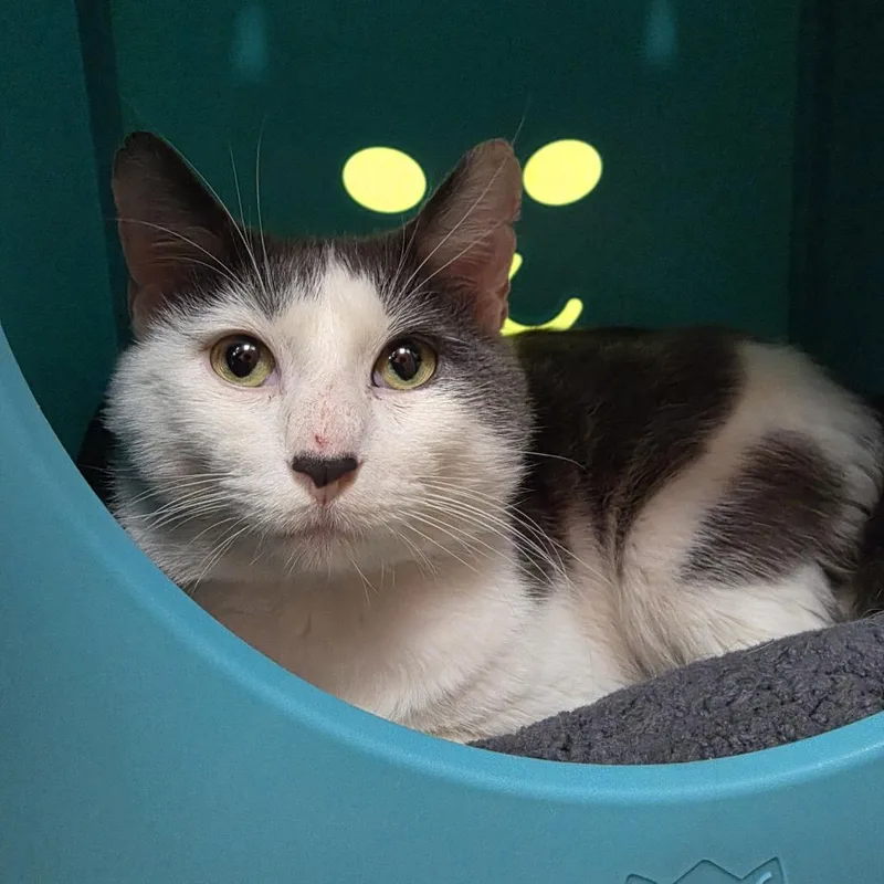 A young large-sized male Domestic Short Hair cat named Goose for adoption in Oshkosh, WI